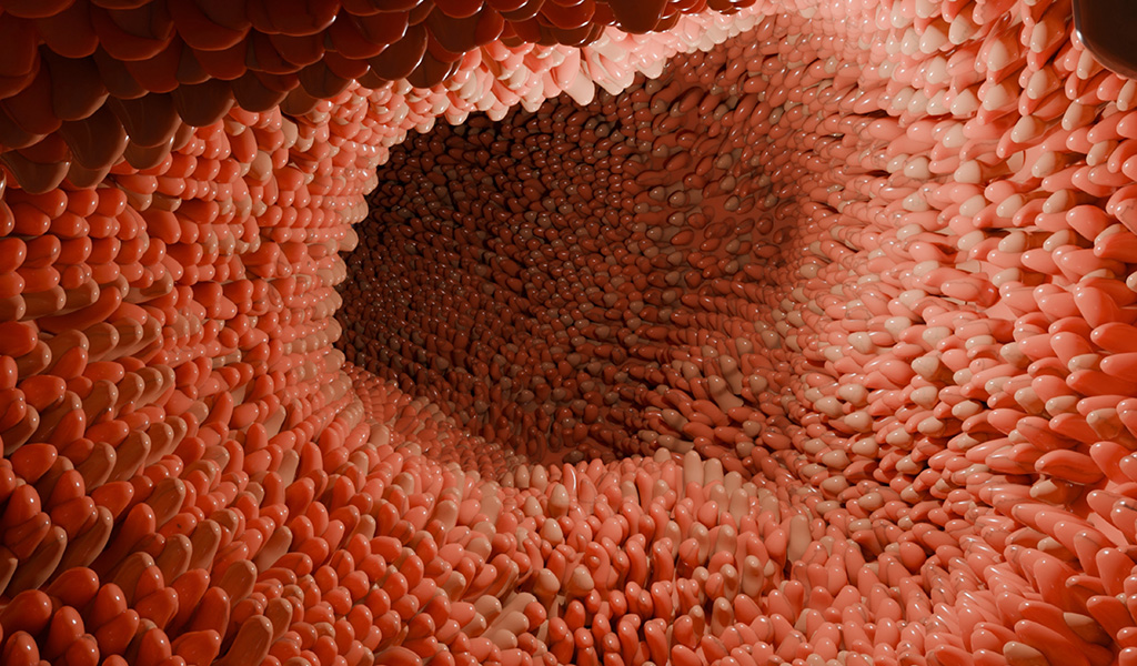 Células do intestino humano.